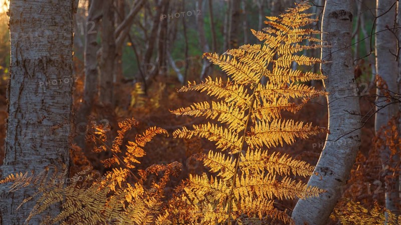 Detailed view of a dried fern leaf illuminated by evening light in autumn, sunset, landscape photo, Neustadt am Rübenberge, Hanover Region, Lower Saxony, Germany