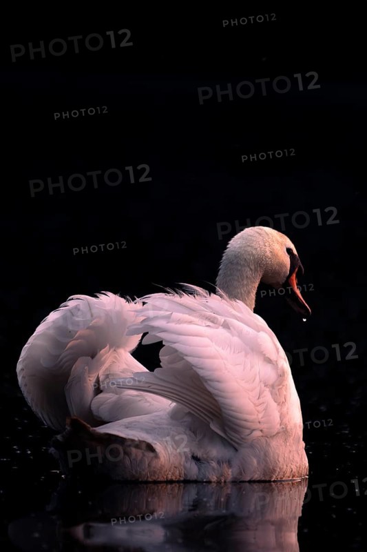 A Mute Swan (Cygnus olor) swimming on the Steinhuder Meer in the evening light, animal photo, bird, bird species, nature photo, wildlife, fauna, Hagenburg, Lower Saxony, Germany