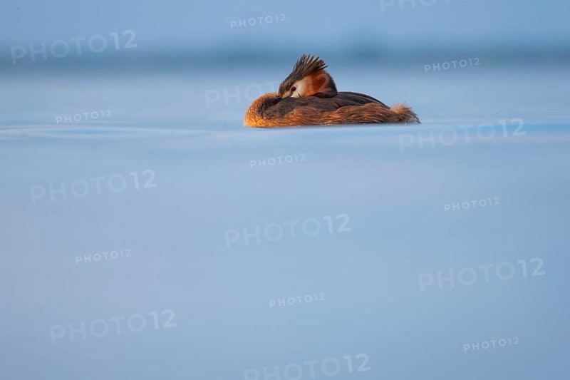 A great crested grebe (Podiceps Scalloped ribbonfish) swimming on the Steinhuder Meer, animal photo, bird, bird species, nature photo, wildlife, fauna, Hagenburg, Lower Saxony, Germany