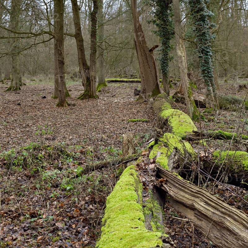 Deadwood in the forest... Hambach Forest, North Rhine-Westphalia, old, species-rich, natural residual forest in North Rhine-Westphalia, natural forest cell, ancient oak-hornbeam mixed forest, natural forest. Deadwood is an important component of natural ecosystems, provides habitat for a variety of species, including fungi, insects, birds and mammals, also contributes to forest regeneration and has a positive effect on soil quality, native nature, Germany, Western Europe
