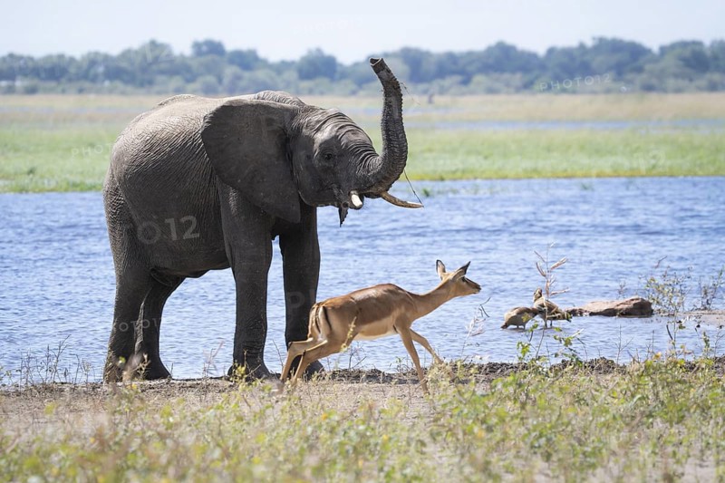 An African elephant (Loxodonta africana) lifts its trunk as an impala (Aepyceros melampus) runs past, a moment of dynamic wildlife behaviour. Chobe National Park, Botswana