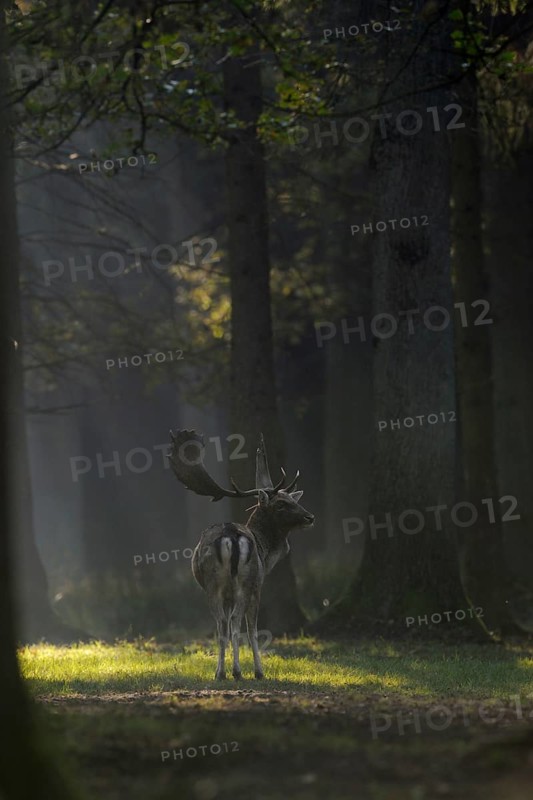 In the cone of light... Fallow deer (Dama dama) in a clearing in the forest, atmospheric picture, native nature, Lower Rhine, Rhineland, North Rhine-Westphalia, Germany, Western Europe