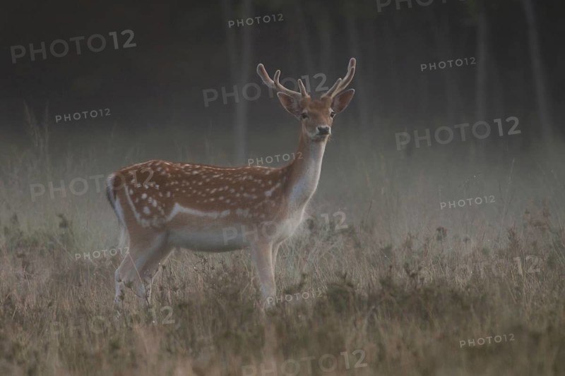 At dawn... Fallow deer (Dama dama) with fresh velvet antlers, attentive fallow deer in the very first light, well in front of sunrise, at the edge of the forest on a dewy meadow, native wildlife, native nature, Lower Rhine, Rhineland, North Rhine-Westphalia, Germany, Western Europe