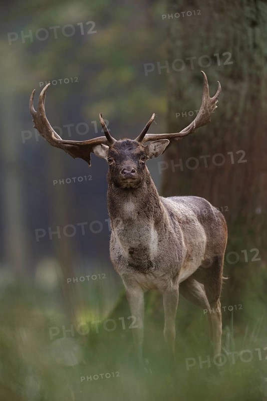 Old warrior... Fallow deer (Dama dama), capital fallow deer in natural surroundings in the forest, direct view into the camera, atmospheric picture, native nature, Münsterland, North Rhine-Westphalia, Germany, Western Europe