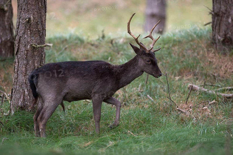 Fallow deer (Dama dama), young deer, dark, dark brown variant grazing at the edge of a pine forest, wildlife, native nature, Rhineland, North Rhine-Westphalia, Germany, Western Europe