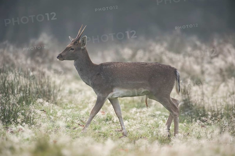 Fallow deer in autumn... Fallow deer (Dama dama), noh young deer, spit, on a typical autumn day early in the morning in a clearing in the forest, cobwebs and dew cover the grasses, atmospheric picture of fallow deer, native nature, Rhineland, North Rhine-Westphalia, Germany, Western Europe