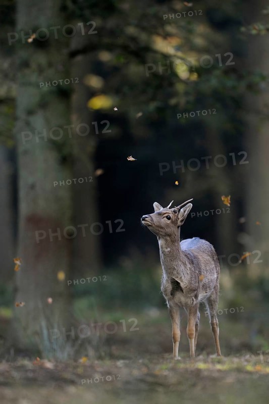 Sterntaler... Fallow eater (Dama dama), young fallow eater watches falling leaves, leaves in autumn, beautiful, seemingly autumnal picture, beautiful autumn picture, native nature, Münsterland, North Rhine-Westphalia, Germany, Western Europe