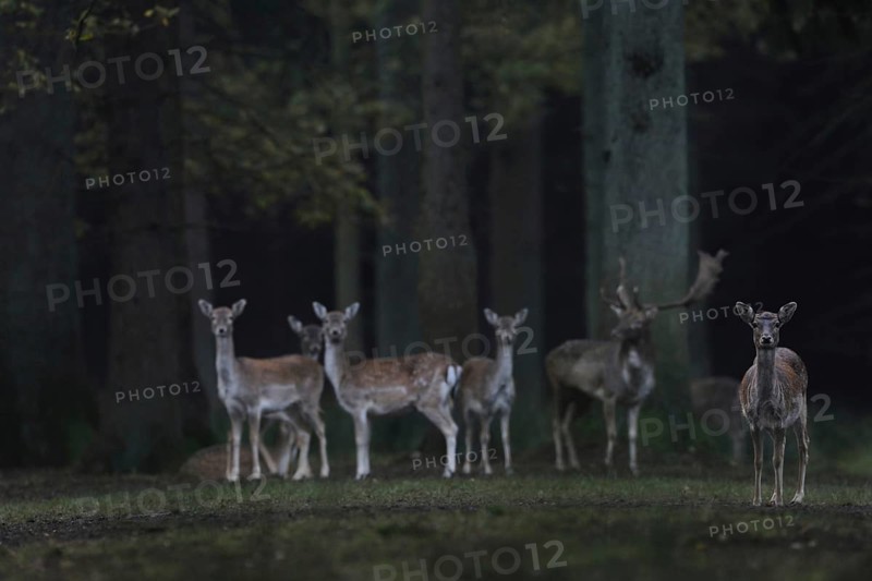 Tense attention... Fallow deer (Dama dama), small group, herd of fallow deer, wild deer together with a capital fallow deer, wild deer standing at the edge of the forest early in the morning at dusk, native nature, Münsterland, North Rhine-Westphalia, Germany, Western Europe