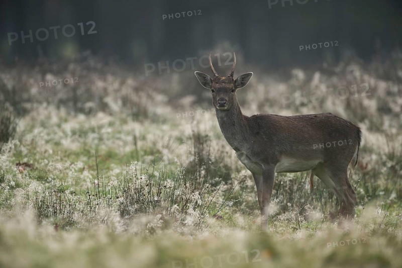 Fallow deer in the first light of day... Fallow deer (Dama dama), young stag, spit, on a typical autumn day early in the morning in a clearing in the forest, cobwebs and dew cover the grasses, atmospheric picture of fallow deer, native nature, Rhineland, North Rhine-Westphalia, Germany, Western Europe