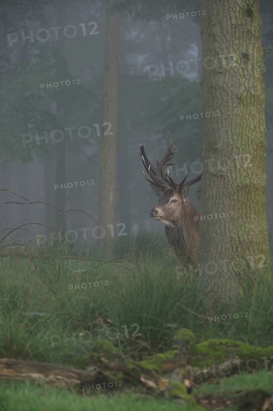 Cautious glances... Red deer (Cervus elaphus) looking out from behind a tree in the deep forest in early autumn fog, native nature, North Rhine-Westphalia, Germany, Western Europe