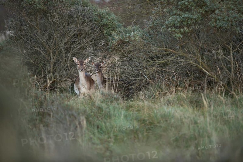 Curious glances... Fallow deer (Dama dama), female fallow deer with offspring, fallow deer with young, fallow deer calf standing hidden between the bushes and cautiously observing what is happening, native nature, North Holland, Netherlands, Western Europe