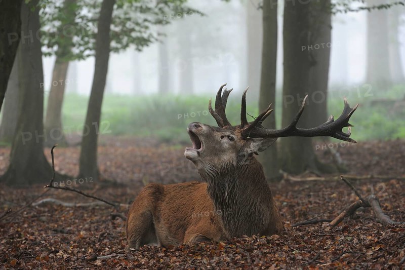 The high time of the rut... Red deer (Cervus elaphus), capital stag, lying, resting in the misty forest, autumn forest, but does not come to rest during the rutting season, roaring, roaring, atmospheric picture, native nature, North Rhine-Westphalia, Germany, Western Europe