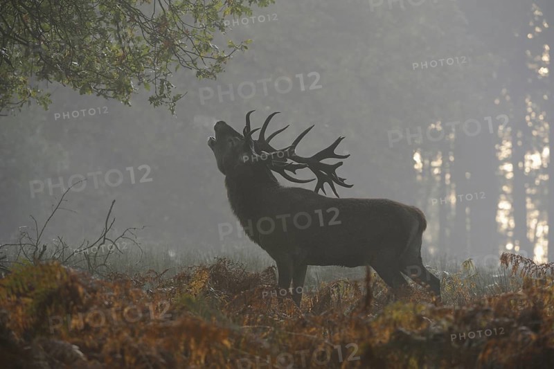 In the high ferns... Red deer (Cervus elaphus), strong stag roars on a foggy autumn day full of fervour with head far back, audible from afar, full throat, atmospheric, late summer to autumnal picture, native nature, North Rhine-Westphalia, Germany, Western Europe