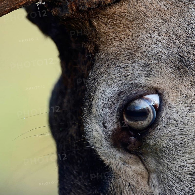 The eye of a red deer... Red deer (Cervus elaphus), close-up, section of the head, of the eyes of a capital deer, native animal species, Germany, Europe, native nature, North Rhine-Westphalia, Western Europe