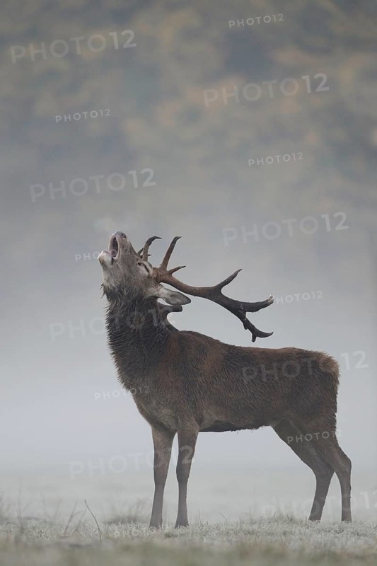 The rutting cry... Red deer (Cervus elaphus), capital red deer on an autumnal meadow in the forest roars during the rutting season in early morning fog with head far back from full neck, visible breath cloud, native nature, North Rhine-Westphalia, Germany, Western Europe