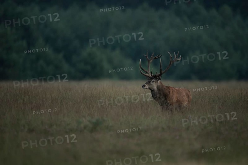 At dusk... Red deer (Cervus elaphus) in the last light on a wide, high meadow, natural-looking, wild and romantic surroundings, native nature, Netherlands, Western Europe
