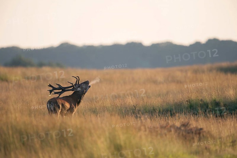 Red deer (Cervus elaphus), rutting stag, roars during the rutting season in typical surroundings, wide grassland, steppe, with head set far back from full neck, visible breath cloud, native nature, Veluwe, Netherlands, Western Europe