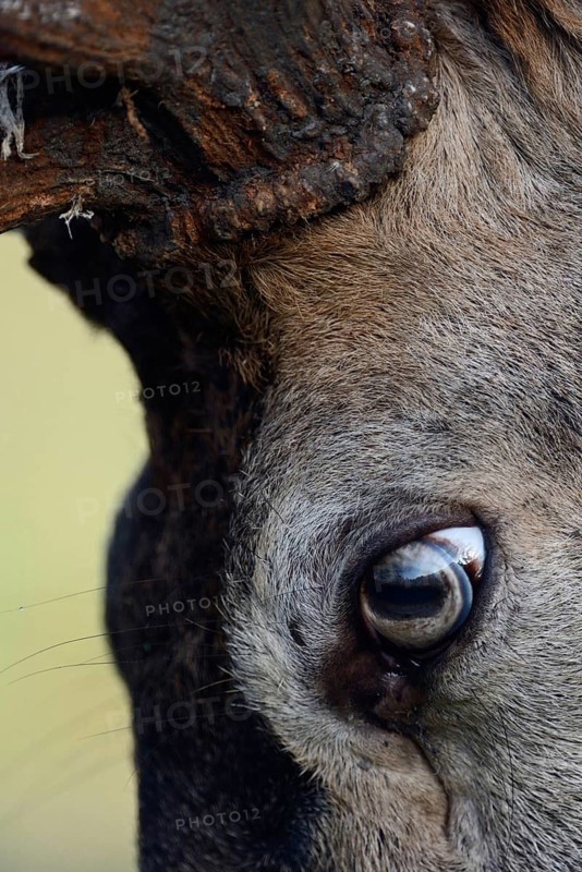 The eye of a red deer... Red deer (Cervus elaphus), close-up, section of the head, of the eyes of a capital deer, native animal species, Germany, Europe, native nature, North Rhine-Westphalia, Western Europe