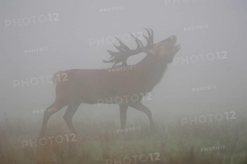 Powerful... Red deer (Cervus elaphus), roaring deer in dense fog, classic, atmospheric deer picture with a special atmosphere, red deer rutting, late summer, autumn, native nature, North Rhine-Westphalia, Germany, Western Europe
