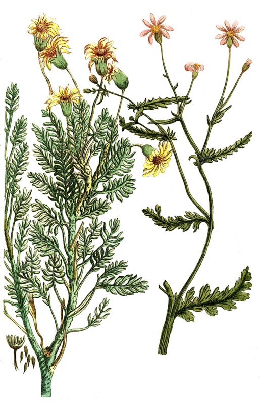 Jacobaea africana, also known as ragwort, is a plant species of the genus Jacobaea in the family Asteraceae, Historic, digitally restored reproduction from a 19th century original