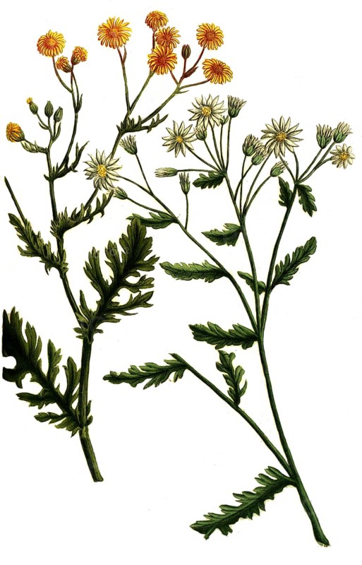 Jacobaea vulgaris, also known as ragwort, is a species of plant in the genus Jacobaea in the Asteraceae family, Historic, digitally restored reproduction from a 19th century original