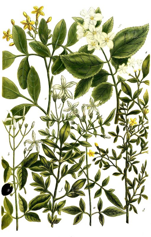 Varieties of jasmine, a. Jasminum album, b. Jasminum catalonicum, c. Jasminum odoratum flavum, d. Jasminum luteum, f. Jasminum humilius magno flore, g. Jasminum arabum, historical, digitally restored reproduction from a 19th century original