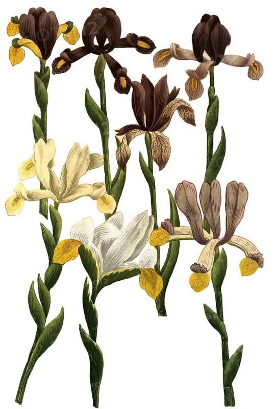 Iris bulbosa, species of iris, iris, plant genus in the subfamily Iridoideae in the iris family, iris, historical, digitally restored reproduction from a 19th century original