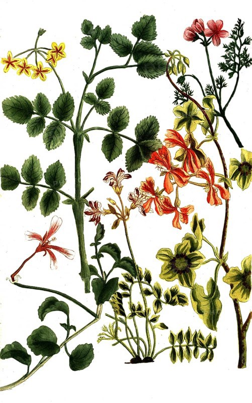 Various species of the cranesbill plant, Geranium Africanum, Historical, digitally restored reproduction from a 19th century original