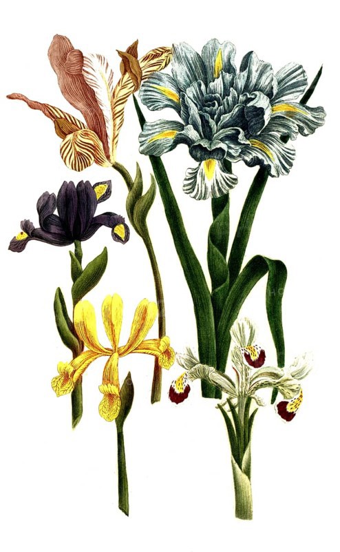 Iris bulbosa, Iris hispanica, species of iris, iris, plant genus in the subfamily Iridoideae in the iris family, iris, historical, digitally restored reproduction from a 19th century original