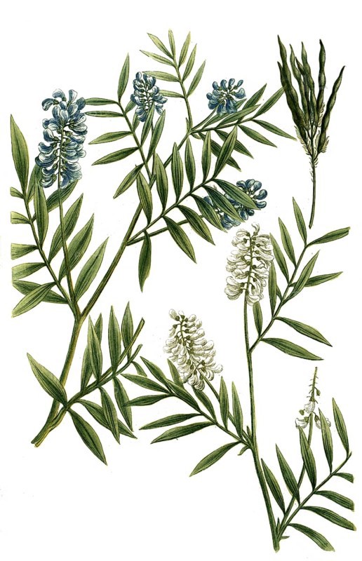 Galega, goat's rue, Galega officinalis, also known as common goat's rue, goat's clover, historical, digitally restored reproduction from a 19th century original