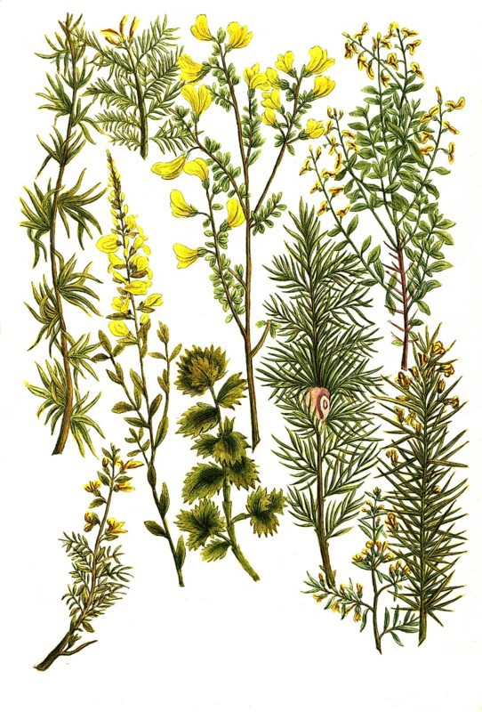 Various species of broom, a. Genista africana, b. Genista hunulis argenta, c. Genista spinosa major, d. Genista spinosa minor, e. Genista africana spinosa, f. Genista spartium, g. Genista spartium coeruleum, h. Genista spartium triphyllon, i. Genista spinosa longioribus, k. Genista tinctoria, Historic, digitally restored reproduction from a 19th century original