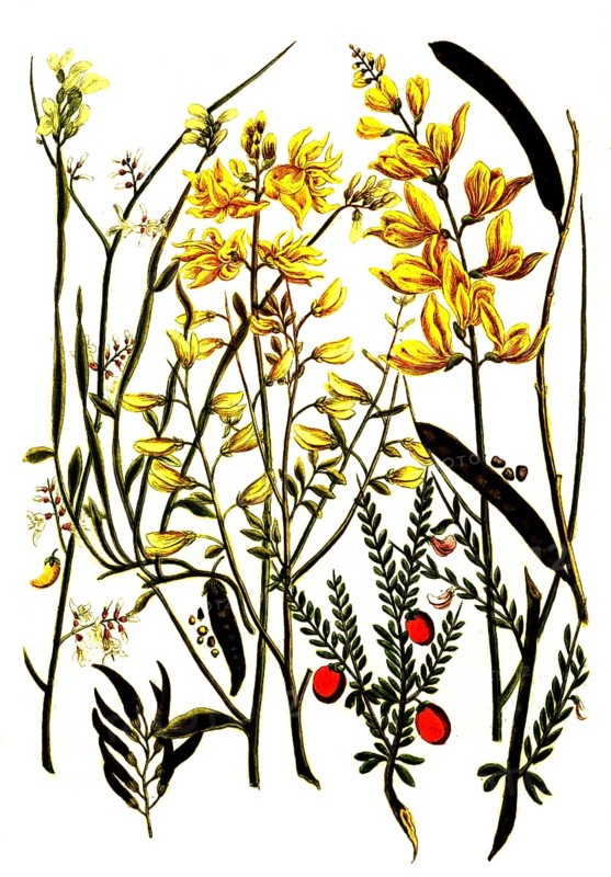 Various species of the genus broom, Genista, historical, digitally restored reproduction from a 19th century original