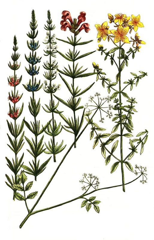 A. St John's wort, Hypericum vulgare, b. Hypposelinum macera, Macedonian parsley, c. Hyssop, Hyssopus austriacus, d. Hyssop, Hyssopus flore albo, e. Hyssop, Hyssopus flore caeruleo, f. Hyssop, Hyssopus flore rubro, Historical, digitally restored reproduction from a 19th century original