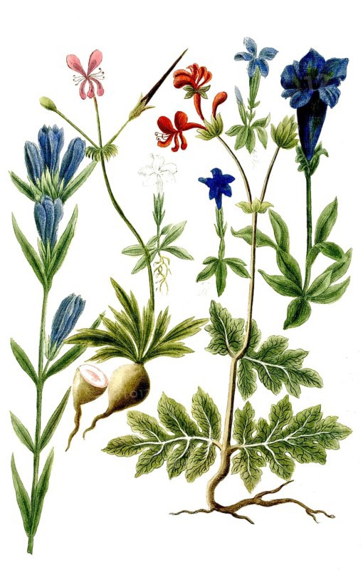 Various species of gentian, a. Gentianella alpina angustifolia, b. Gentianella alpina verna minor, c. Gentianella alpina verna minor flore coeruleo, d. Gentianella alpina verna minor flore albo, e. Gentianella autunnalis, various species of African cranesbill, f. Geranium africanum nocto olens flore rubro, g. Geranium africanum noctu olens flore ruberimo, Historical, digitally restored reproduction from a 19th century original