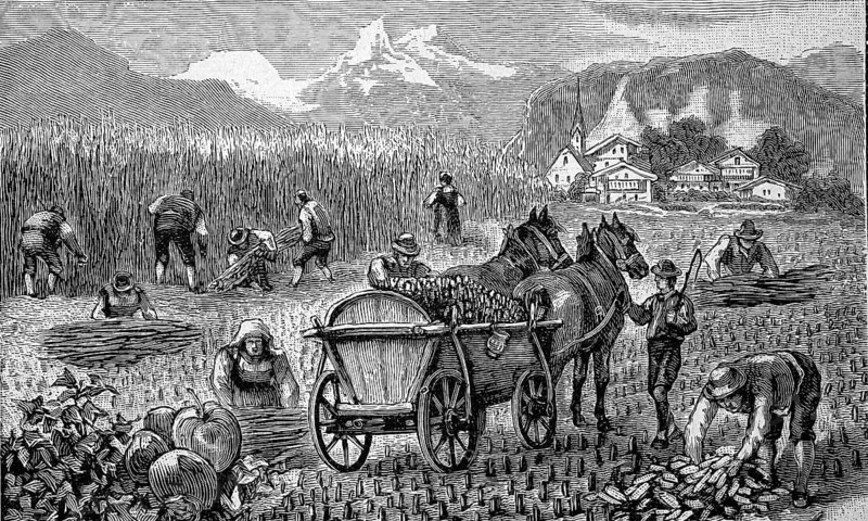 Harvest of maize, corn, in the Bavarian Alps, Bavaria, Germany, mowing and loading, agriculture, illustration from 1894, reproduction, digitally enhanced, historical