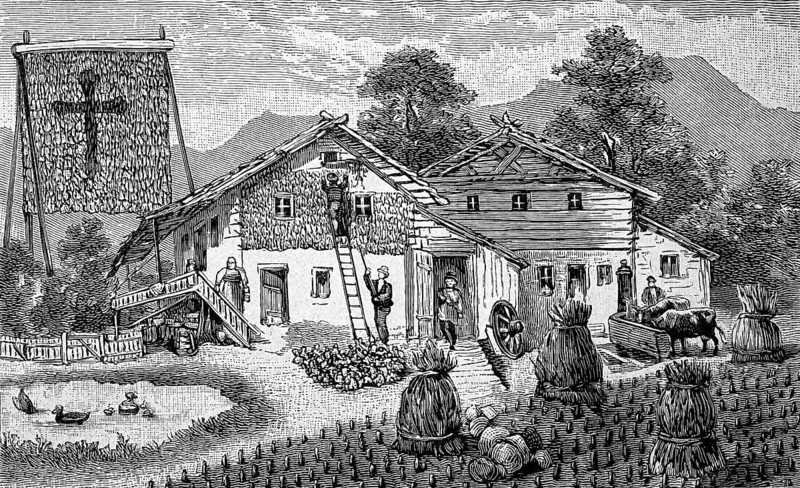 Harvest of corn, corn, in the Bavarian Alps, Bavaria, Germany, bundle of stalks and hanging corncobs, agriculture, illustration from 1894, reproduction, digitally enhanced, historical