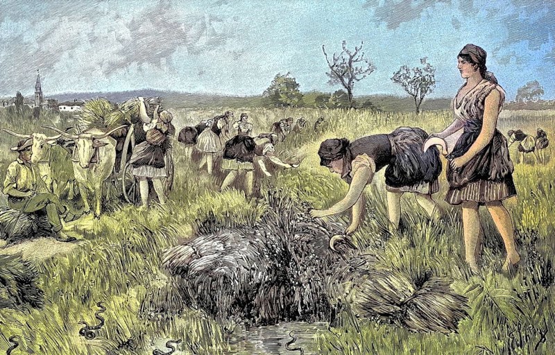 Rice harvest in the area of Monfalcone and Aquileja, the former coastal area of Austria, today Italy, illustration from 1894, reproduction, digitally enhanced, historical
