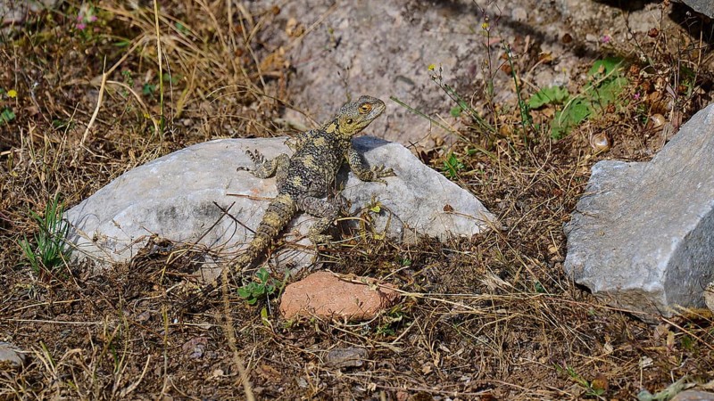 Lizard on a rock in a dry, overgrown environment, Asklipion, Asklepieion, healing temple, temple, Hippocrates, Kos, Dodecanese, Greek Islands, Greece