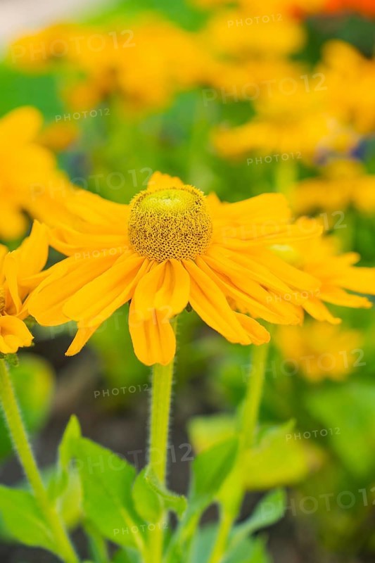 Macro shot of a bright yellow flower with detailed petals and green in the background, Merano, Italy