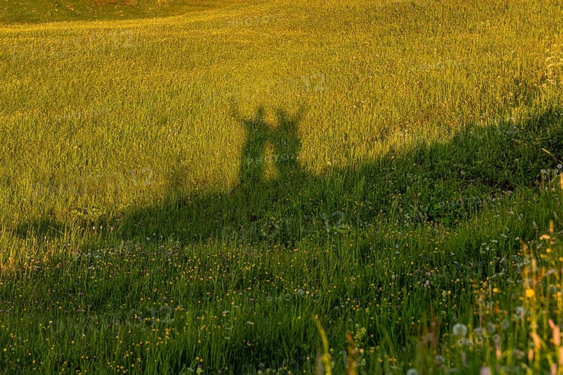 Shadow of people on a flowering meadow in the sunshine, Alpe di Siusi, Dolomites, South Tyrol, Italy