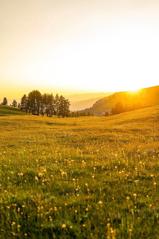 Wide meadow with trees in the background during a sunset, Alpe di Siusi, Dolomites, South Tyrol, Italy