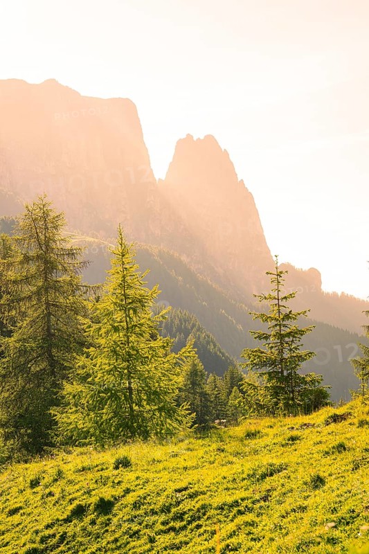 Illuminated trees in front of majestic mountains at sunrise, Alpe di Siusi, Dolomites, South Tyrol, Italy