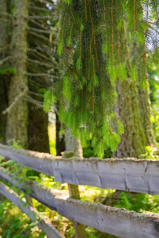 Hanging branches over an old fence in the forest, Alpe di Siusi, Dolomites, South Tyrol, Italy