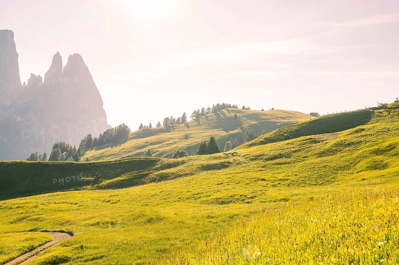 Wide green hills with scattered trees under bright sunshine next to steep rock faces, Alpe di Siusi, Dolomites, South Tyrol, Italy