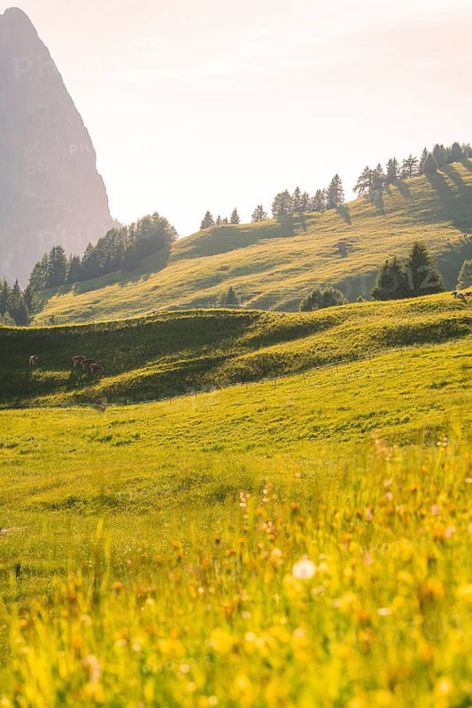 Sunlit green hills with scattered trees and a warm, summery light, Alpe di Siusi, Dolomites, South Tyrol, Italy