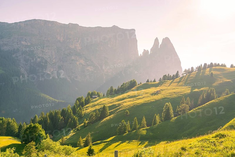 Sunlit hills and trees against an imposing mountain backdrop under a clear sky, Alpe di Siusi, Dolomites, South Tyrol, Italy