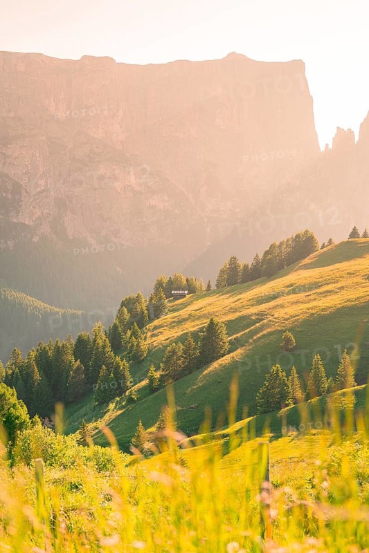 A sunlit mountain slope with green hills and trees in summer, Alpe di Siusi, Dolomites, South Tyrol, Italy