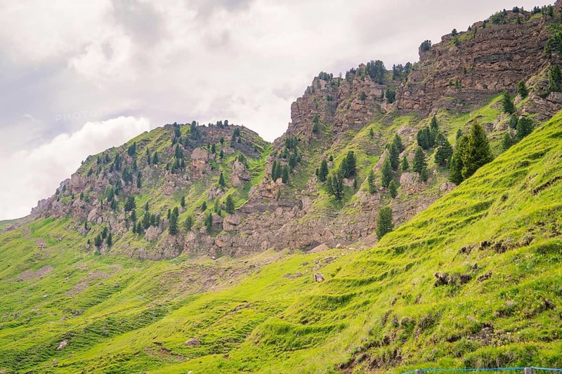 Rocky hills with pine trees in a green landscape in cloudy weather, Alpe di Siusi, Dolomites, South Tyrol, Italy