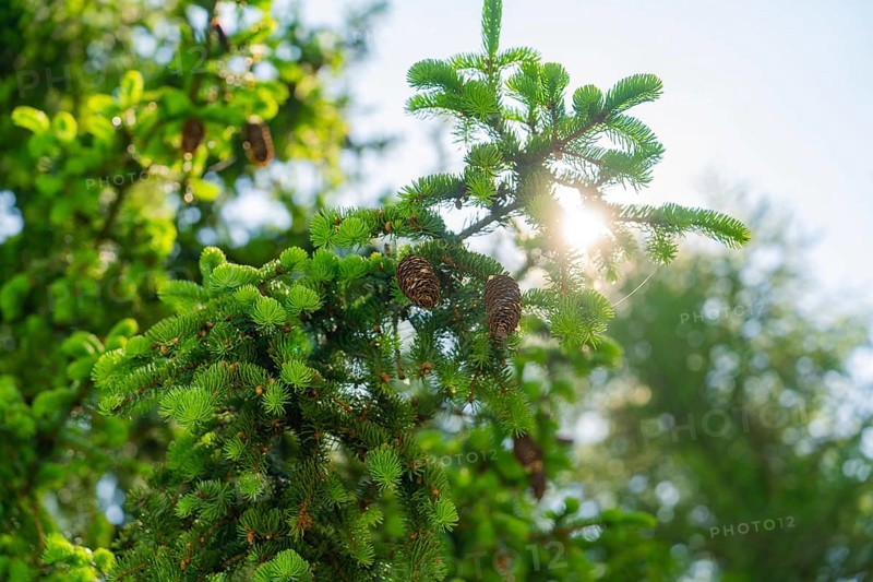 Sunlight shining through green branches with pine cones, Alpe di Siusi, Dolomites, South Tyrol, Italy