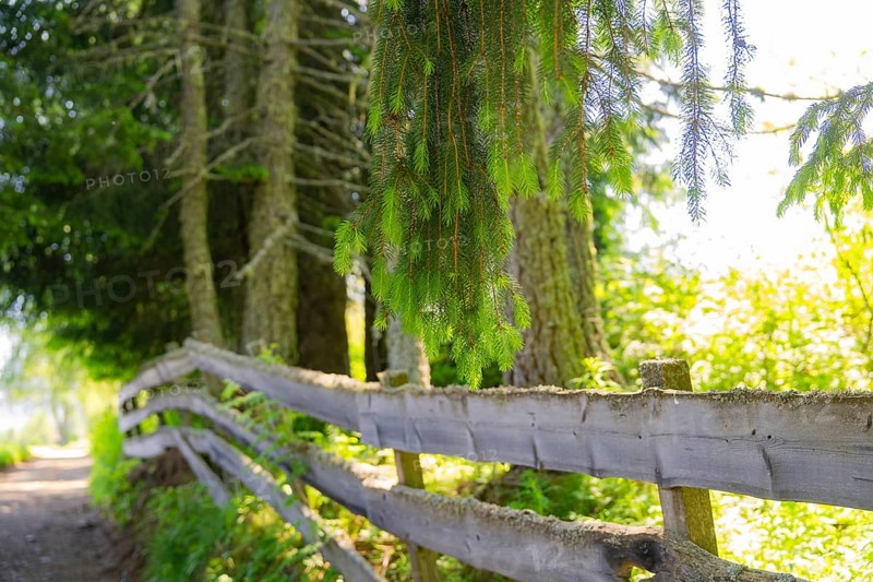 A wooden fence along a forest path in the sunlight, Alpe di Siusi, Dolomites, South Tyrol, Italy